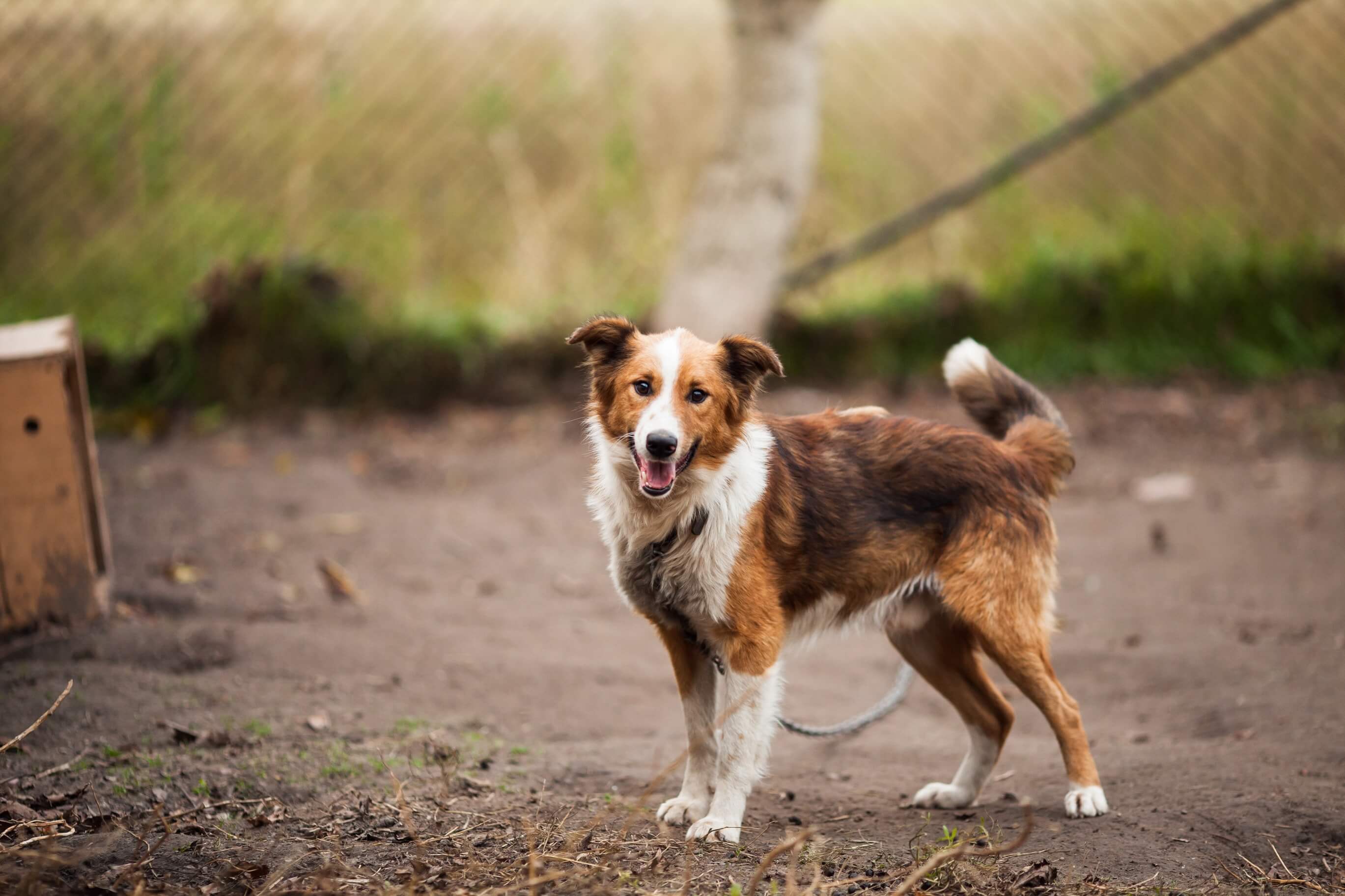 Picture of a shelter dog